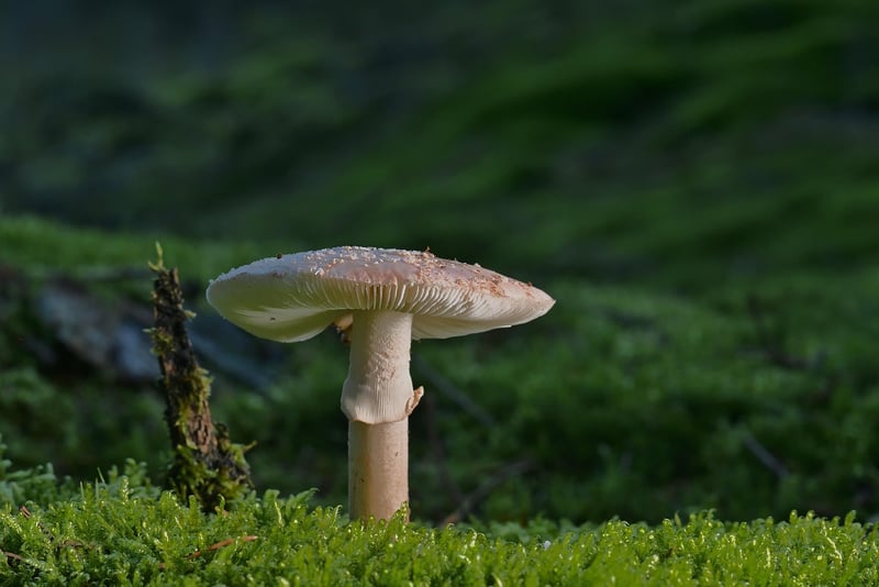 Forest Stroll